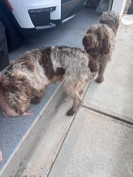 Found/Stray Female Dog last seen Wallace wood road & Sagewood drive, Forsyth County, GA 30506