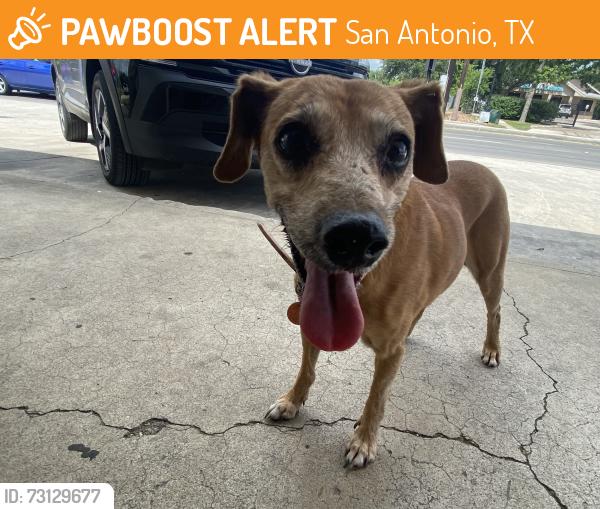Found/Stray Female Dog last seen Pleasanton & Cliff, San Antonio, TX 78221