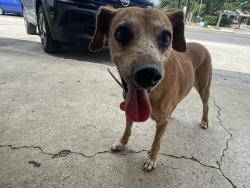 Found/Stray Female Dog last seen Pleasanton & Cliff, San Antonio, TX 78221