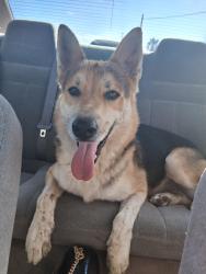 Reunited Male Dog last seen 12th and Drexel Neighborhood, Tucson, AZ 85706
