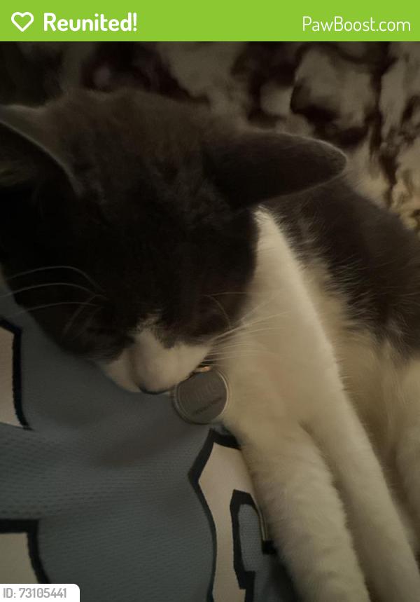 Reunited Female Cat last seen Sorrento St and Cambridge Ave, Detroit, MI 48235