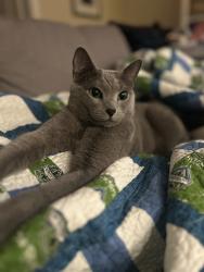 Reunited Male Cat last seen 54th and A St, Tacoma, WA 98408