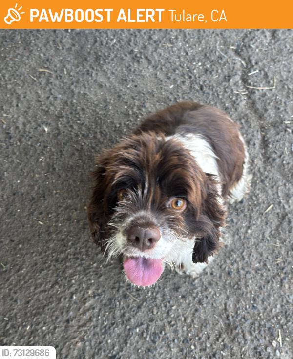 Found/Stray Unknown Dog last seen Poppyview pl, Tulare, CA 93274