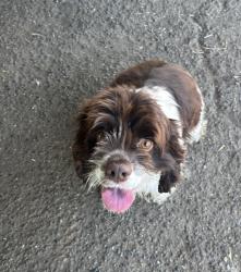 Found/Stray Unknown Dog last seen Poppyview pl, Tulare, CA 93274