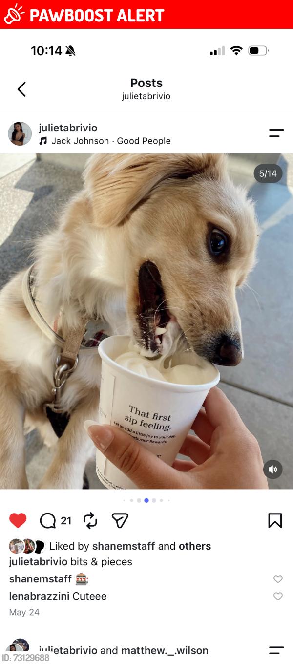 Lost Male Dog last seen garfield and beqch, Huntington Beach, CA 92646