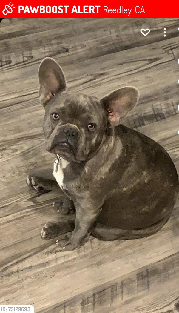 Lost Female Dog last seen Manning Alta, Reedley, CA 93654