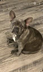 Lost Female Dog last seen Manning Alta, Reedley, CA 93654
