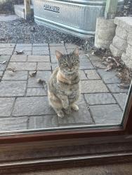 Lost Female Cat last seen Hwy 69 meets Pine Row in Verona by new SSM health area, Verona, WI 53593