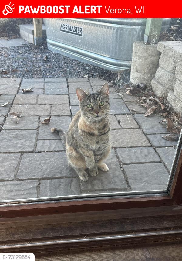 Lost Female Cat last seen Hwy 69 meets Pine Row in Verona by new SSM health area, Verona, WI 53593
