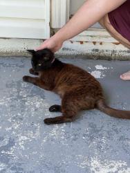 Reunited Unknown Cat last seen S franklin st, Delaware, OH 43015