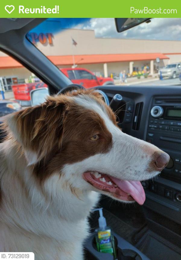 Reunited Female Dog last seen Grassy Creek Shopping Center, Knoxville, TN 37931