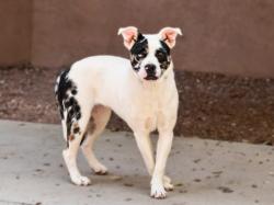 Shelter Stray Female Dog last seen Near BLOCK CALLE DE QUIQUIDO SANTA FE NM 87507, 100 Caja Del Rio Rd, Santa Fe, NM 87507, USA