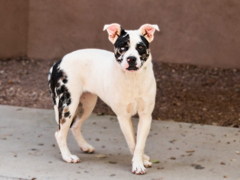 Shelter Stray Female Dog last seen Near BLOCK CALLE DE QUIQUIDO SANTA FE NM 87507, 100 Caja Del Rio Rd, Santa Fe, NM 87507, USA