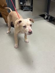 Shelter Stray Male Dog last seen , 232 Eslinger Way, Sanford, FL 32773, USA