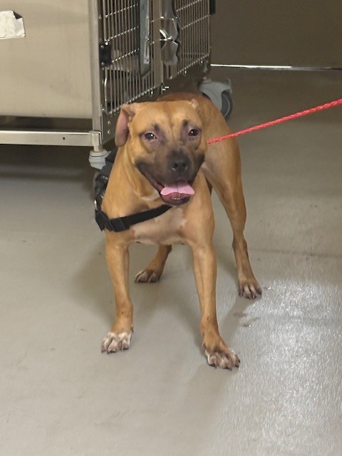 Shelter Stray Female Dog last seen , 232 Eslinger Way, Sanford, FL 32773, USA