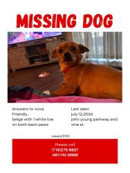 Lost Female Dog last seen john young parkway crossing the road, Kissimmee, FL 34741