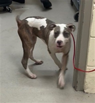 Shelter Stray Female Dog last seen , 232 Eslinger Way, Sanford, FL 32773, USA