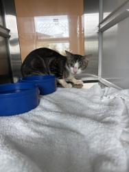 Shelter Stray Unknown Cat last seen JULIE ANN DR, 8311 Freedom Dr, Pearland, TX 77581, USA