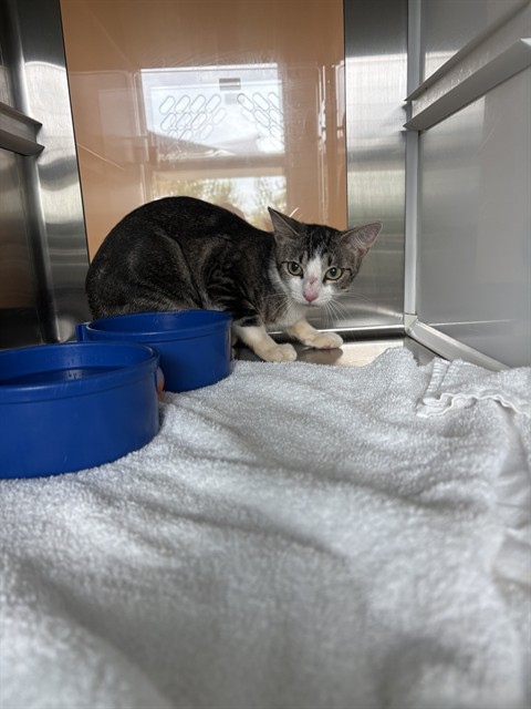 Shelter Stray Unknown Cat last seen JULIE ANN DR, 8311 Freedom Dr, Pearland, TX 77581, USA