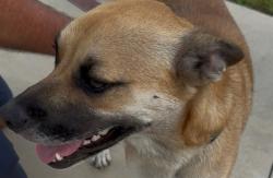 Shelter Stray Unknown Dog last seen CR 470 OKAHUMPKA, 12280 County Rd 448, Tavares, FL 32778, USA