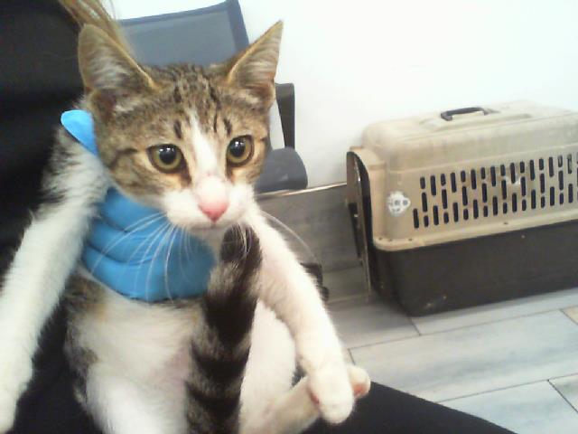 Shelter Stray Female Cat last seen CHARLOTTE, 8315 Byrum Dr, Charlotte, NC 28217, USA
