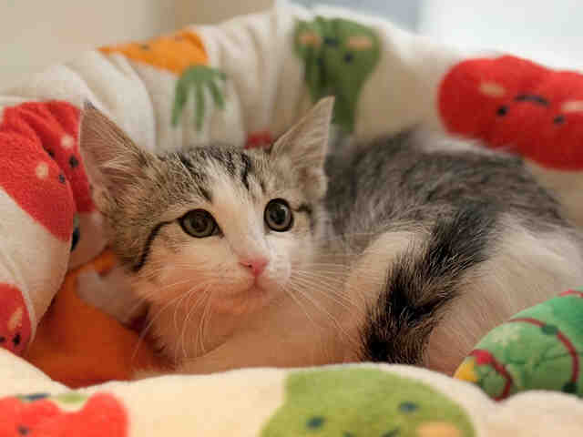 Shelter Stray Male Cat last seen , 5821 Sweetwater Rd, Bonita, CA 91902, USA