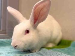 Shelter Stray Female Rabbit last seen , 5821 Sweetwater Rd, Bonita, CA 91902, USA