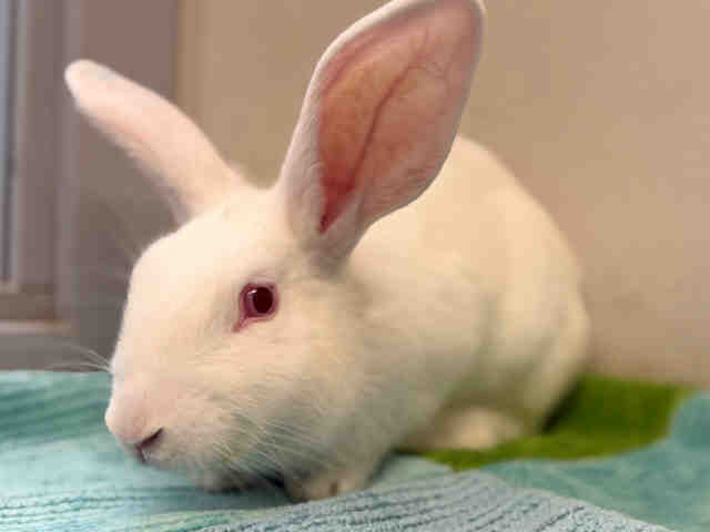 Shelter Stray Female Rabbit last seen , 5821 Sweetwater Rd, Bonita, CA 91902, USA