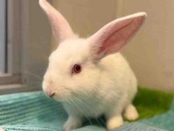 Shelter Stray Female Rabbit last seen , 5821 Sweetwater Rd, Bonita, CA 91902, USA