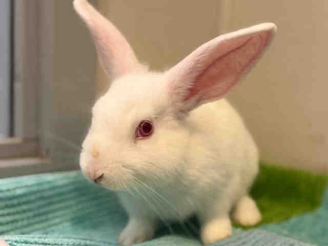 Shelter Stray Female Rabbit last seen , 5821 Sweetwater Rd, Bonita, CA 91902, USA