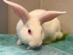 Shelter Stray Male Rabbit last seen , 5821 Sweetwater Rd, Bonita, CA 91902, USA