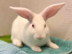 Shelter Stray Male Rabbit last seen , 5821 Sweetwater Rd, Bonita, CA 91902, USA