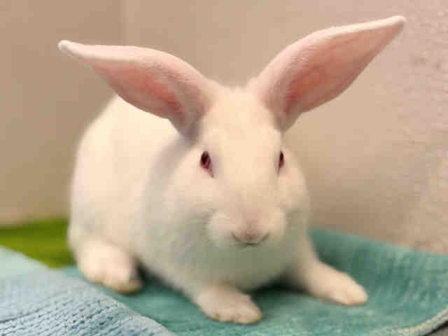 Shelter Stray Male Rabbit last seen , 5821 Sweetwater Rd, Bonita, CA 91902, USA