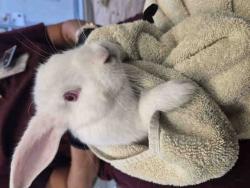 Shelter Stray Female Rabbit last seen , 5821 Sweetwater Rd, Bonita, CA 91902, USA