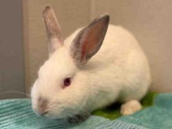 Shelter Stray Male Rabbit last seen , 5821 Sweetwater Rd, Bonita, CA 91902, USA