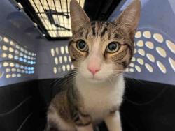 Shelter Stray Male Cat last seen , 5821 Sweetwater Rd, Bonita, CA 91902, USA