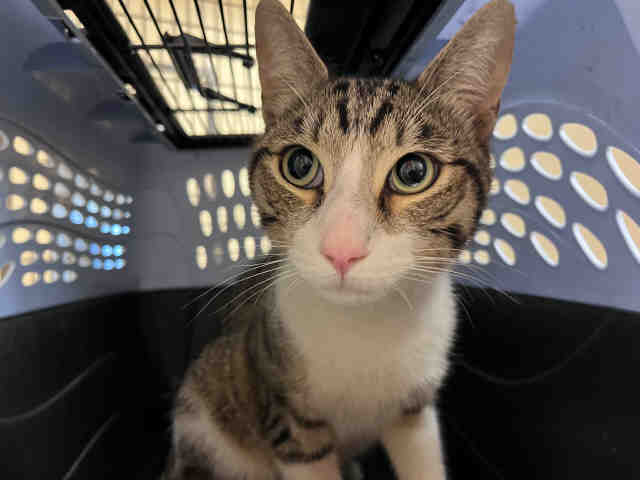 Shelter Stray Male Cat last seen , 5821 Sweetwater Rd, Bonita, CA 91902, USA