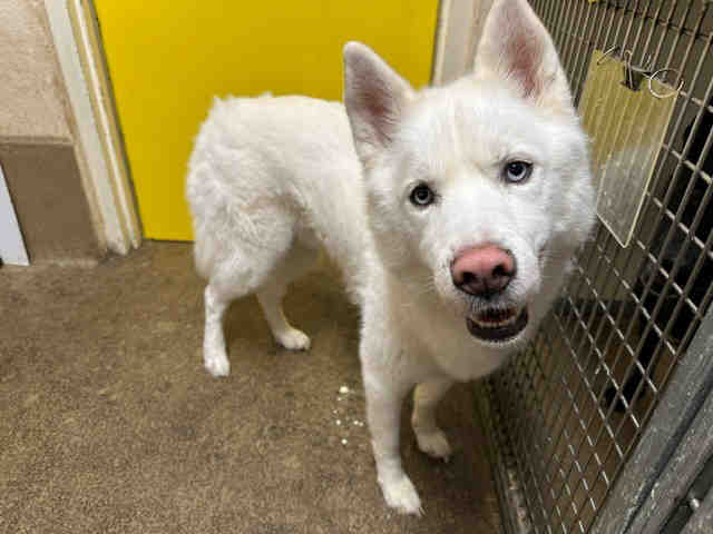 Shelter Stray Male Dog last seen CENTRAL AVE, 5821 Sweetwater Rd, Bonita, CA 91902, USA