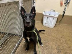 Shelter Stray Female Dog last seen CENTRAL AVE, 5821 Sweetwater Rd, Bonita, CA 91902, USA