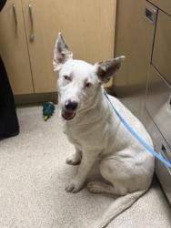 Shelter Stray Male Dog last seen Near BLOCK MURAL ST, PERRIS, CA, 6851 Van Buren Boulevard, Jurupa Valley, CA 92509, USA