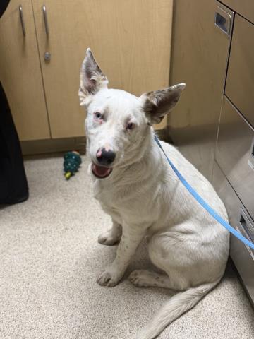 Shelter Stray Male Dog last seen Near BLOCK MURAL ST, PERRIS, CA, 6851 Van Buren Boulevard, Jurupa Valley, CA 92509, USA