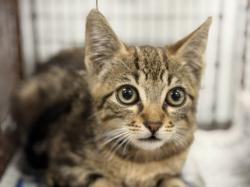 Shelter Stray Male Cat last seen , 3201 Lacy St, Los Angeles, CA 90031, USA