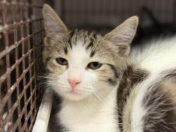 Shelter Stray Male Cat last seen , 3201 Lacy St, Los Angeles, CA 90031, USA