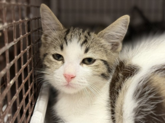 Shelter Stray Male Cat last seen , 3201 Lacy St, Los Angeles, CA 90031, USA