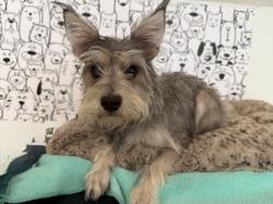 Shelter Stray Female Dog last seen , 957 N Gaffey St, San Pedro, CA 90731, USA