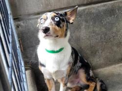 Shelter Stray Male Dog last seen , 957 N Gaffey St, San Pedro, CA 90731, USA