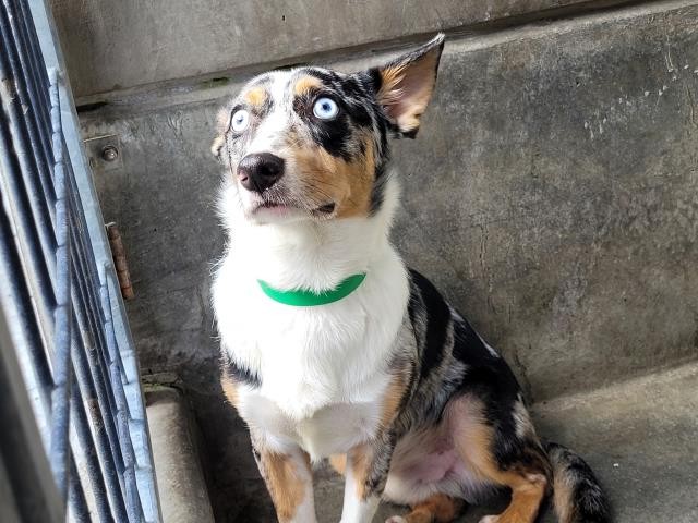 Shelter Stray Male Dog last seen , 957 N Gaffey St, San Pedro, CA 90731, USA