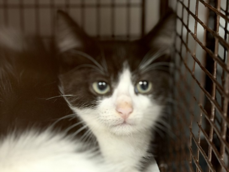 Shelter Stray Male Cat last seen , 3201 Lacy St, Los Angeles, CA 90031, USA