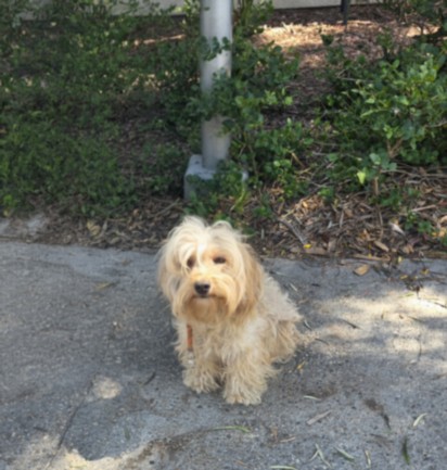Shelter Stray Female Dog last seen , 957 N Gaffey St, San Pedro, CA 90731, USA