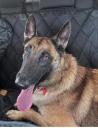 Shelter Stray Female Dog last seen Near BLOCK FAIRFAX RD, BAKERSFIELD CA 93306, 3951 Fruitvale Ave, Bakersfield, CA 93308, USA